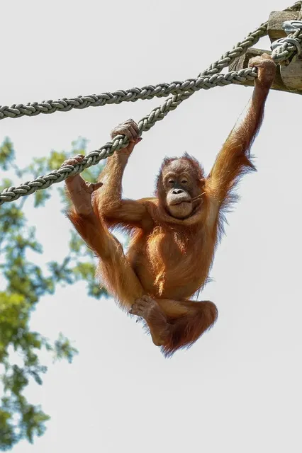 Congo Monkey Playsystem Swing Set #4