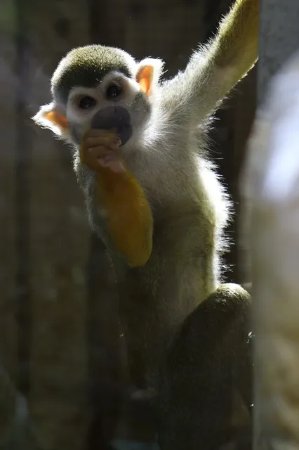 Congo Monkey Playsystem Swing Set #4