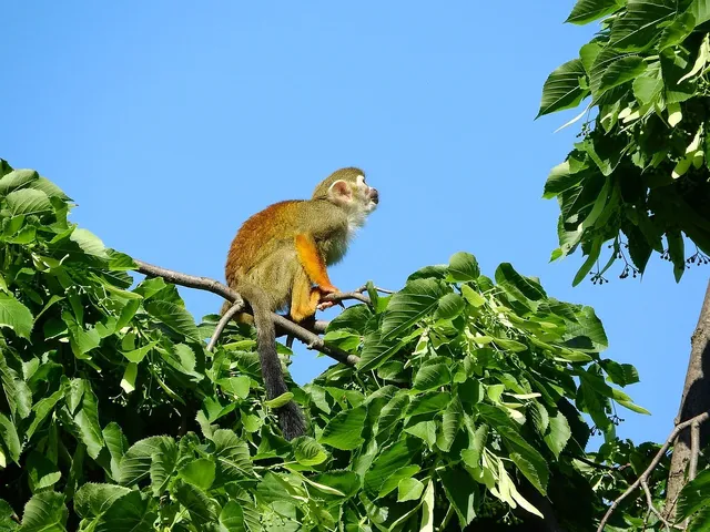 Congo Monkey Playsystem Swing Set #4