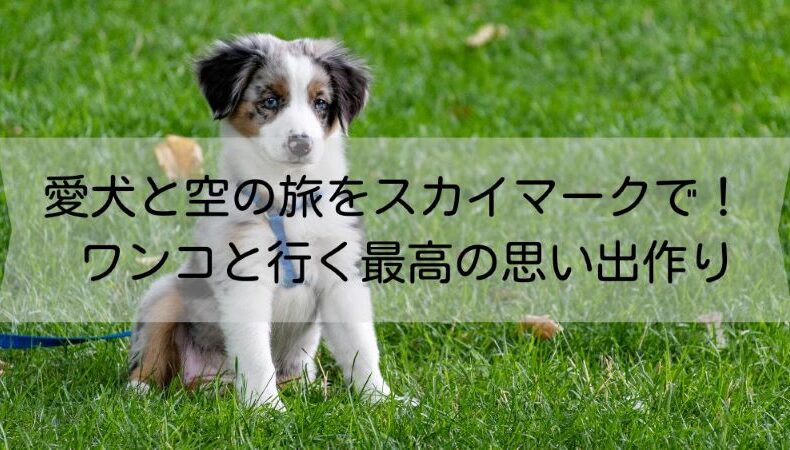 愛犬と空の旅をスカイマークで！ ワンコと行く最高の思い出作り