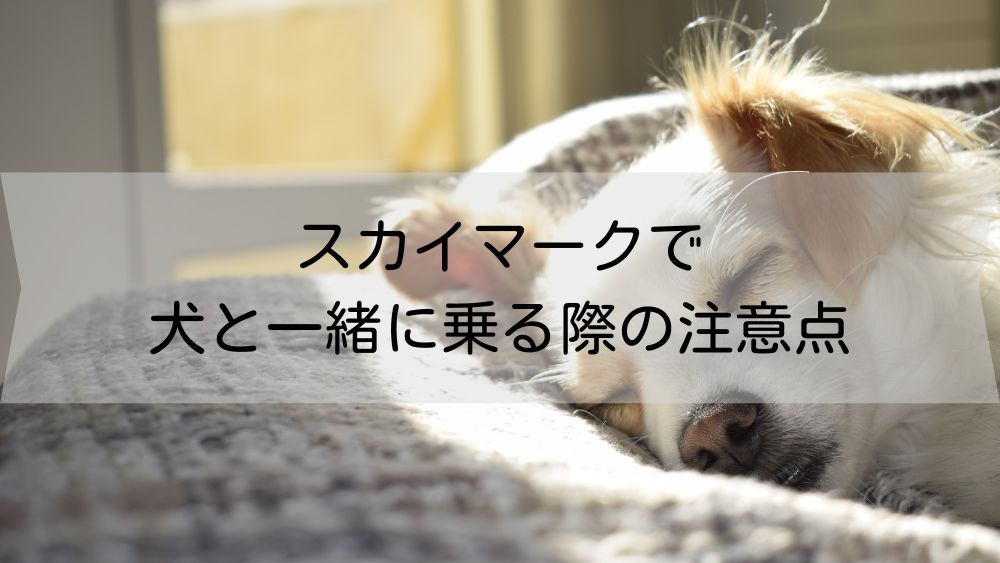 スカイマークで犬と一緒に乗る際の注意点